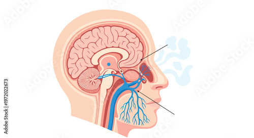 Anatomical cross section of a human head showing the connection between the nasal cavity and the brain area.