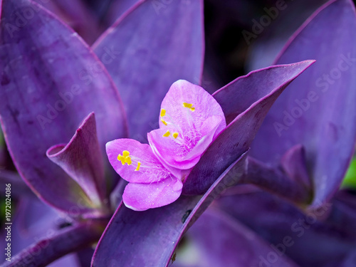 Photos Tradescantia pallida (purple heart), ornamental species with deep purple foliage