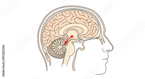 Anatomical diagram of a human head in profile showing the brain structure with the pituitary gland highlighted in red.