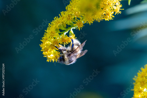 Canvas Print Bumblebee hovers near goldenrod flowers
