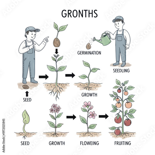 Plant Growth Stages From Seed to Fruiting with Human Interaction.