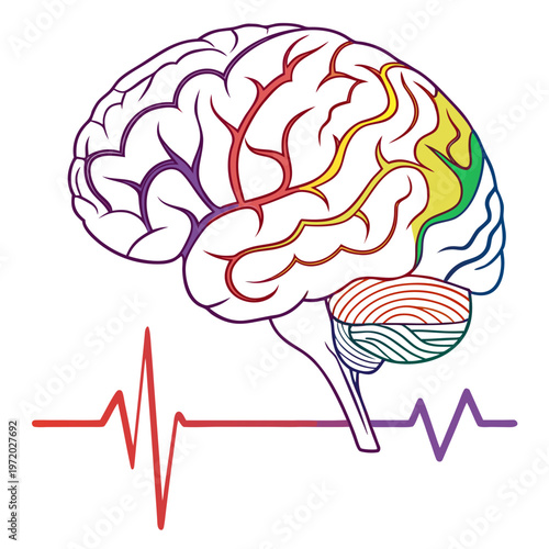 Human brain with colorful lobes and an electrocardiogram wave representing brain activity and cognitive function illustration.