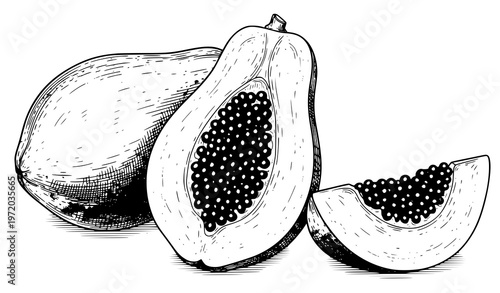 Botanical papaya fruit illustration whole half and slice tropical fruit vector drawing