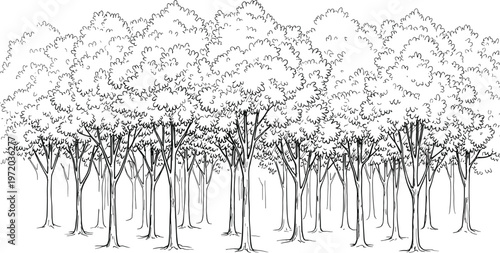 Dense forest line art illustration with multiple trees representing natural landscape, woodland environment, and botanical scenery isolated on white background