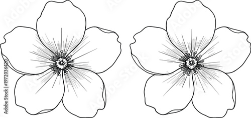 Hand drawn flower line art illustration with detailed petals and stamens representing botanical design, nature beauty, and floral element isolated on white background