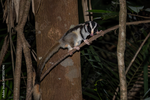 Striped Possum - Dactylopsila trivirgata, beautiful black and white member of the marsupial family native to tropical forests of New Guinea and Northeast Australia.