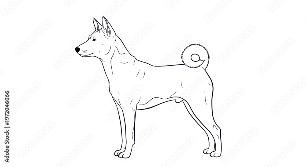 Fototapeta premium Basenji Dog Breed Outline Drawing, Standing Pose, White Background
