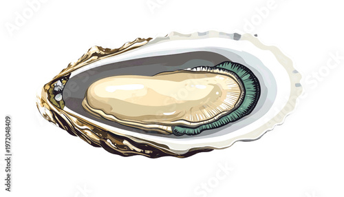Oyster with detailed shell and creamy interior shown as gourmet seafood ingredient illustration vector