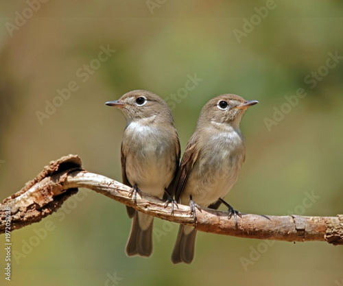 Asian brown flycatcher in nature two small brown birds perching on a branch