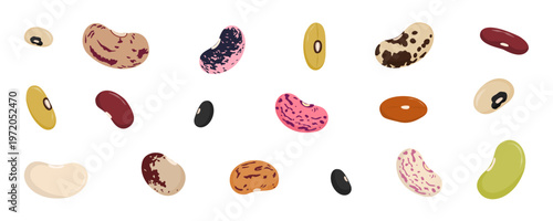 Colorful beans. Mixed bean seeds. Healthy legume food. Protein rich, natural vegetables on white background. Flat vector illustration.