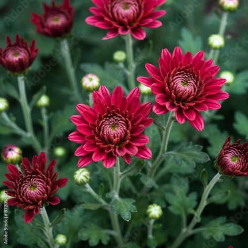 Winter Chrysanthemum Close Up Focus on chrysanthemums blooming i