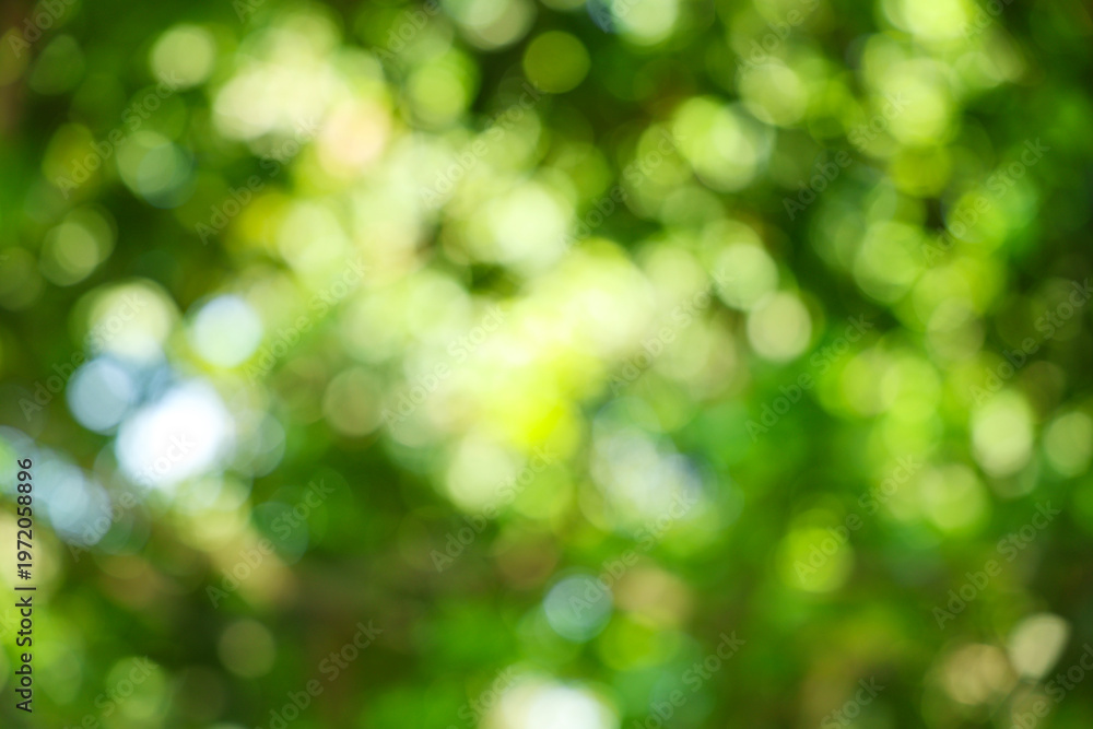 Obraz premium Green Abstract Nature Bokeh Background Textures