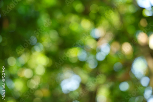 Natural green bokeh background blurred foliage