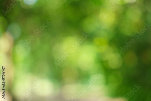 Blurred Natural Green Foliage Bokeh Background