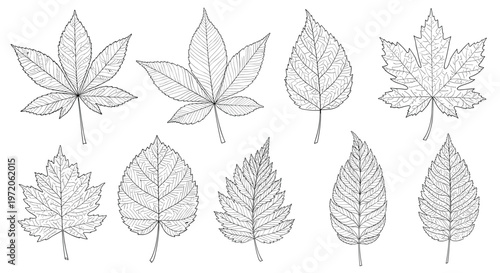 Diverse collection of ten tree leaves is presented in detailed black and white line art sketches for botanical study.