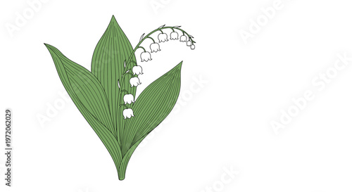 Lily of the valley plant with its signature white bell shaped flowers and lush green leaves is shown on white.