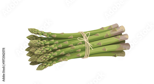 Healthy bundle of fresh green asparagus stalks tied together with a simple string on an isolated white background for culinary use.