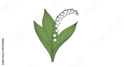 Detailed botanical illustration of a lily of the valley plant with small white bell-shaped flowers and large green leaves on a white base.