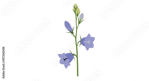 Single stem of delicate bluebell flowers with small buds and bell-shaped blossoms shown on a plain white background.