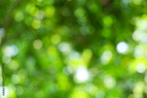 Photography Blurred Green Foliage Abstract Nature Background