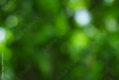 Abstract Blurred Green Nature Bokeh Background