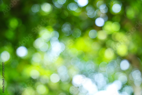 Abstract green nature background bokeh lights