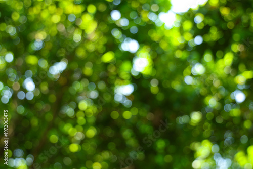 Bright green forest foliage bokeh background