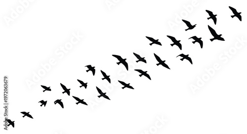 A flock of birds in flight silhouetted against a white background