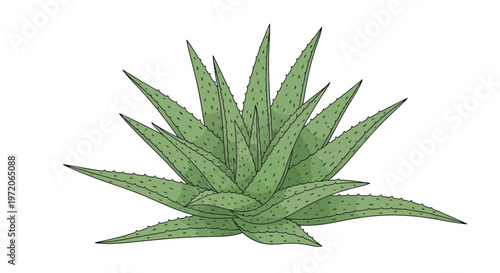 Illustration of an aloe vera plant with spiky green leaves
