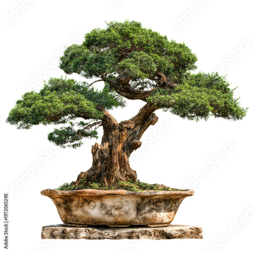 Professional Isolated Bonsai Tree on White Background for Designers and Artists