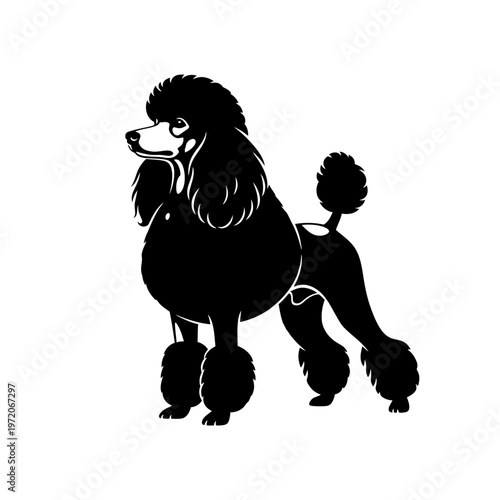 Black poodle dog standing profile view.