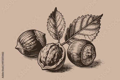 Hazelnuts with leaves shown in engraving style on a plain background, conveying concepts of nature, harvest, freshness and organic food