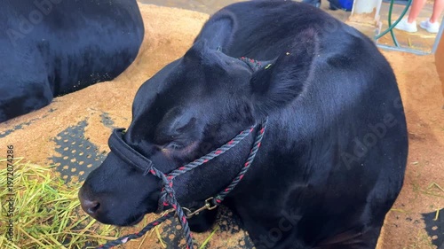 lovely black Bull Cow weighing over One Ton at Royal Sydney Easter Show feeding on Hay in Sydney NSW Australia