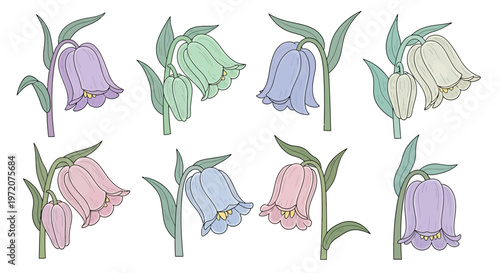 Colorful Tulip Flowers in Bloom.