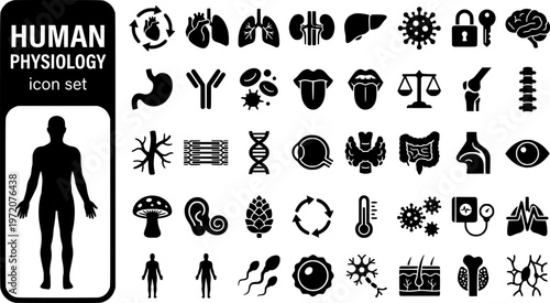 Human Physiology Bold Line Icons-Heart Cardiac Lung Alveoli Kidney Liver Neuromuscular Hormone Immune Blood Homeostasis-25 Physiology Icon Set Vector - Human Body Icons