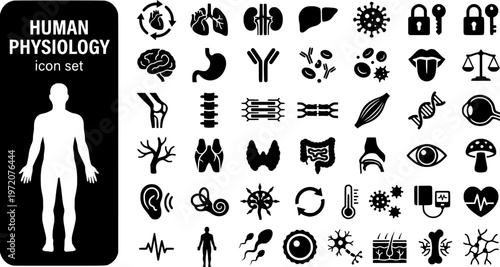Human Physiology Bold Line Icons-Heart Cardiac Lung Alveoli Kidney Liver Neuromuscular Hormone Immune Blood Homeostasis-25 Physiology Icon Set Vector - Human Body Icons
