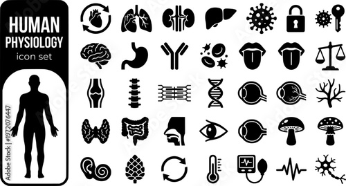 Human Physiology Bold Line Icons-Heart Cardiac Lung Alveoli Kidney Liver Neuromuscular Hormone Immune Blood Homeostasis-25 Physiology Icon Set Vector - Human Body Icons