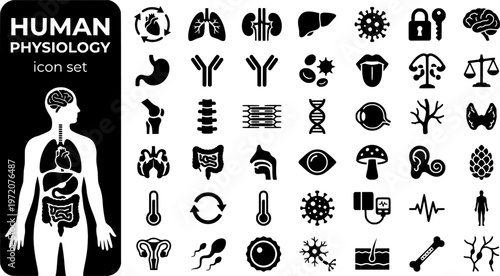 Human Physiology Bold Line Icons-Heart Cardiac Lung Alveoli Kidney Liver Neuromuscular Hormone Immune Blood Homeostasis-25 Physiology Icon Set Vector - Human Body Icons