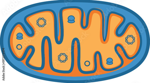 Mitochondria cell organelle structure.