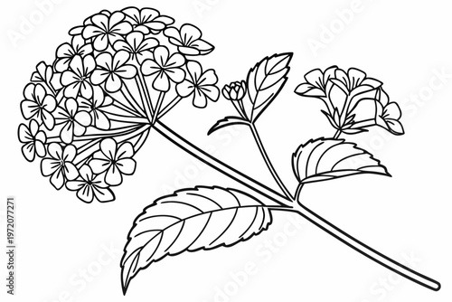 Принти на полотні coloring page line art the lantana flower black vector
