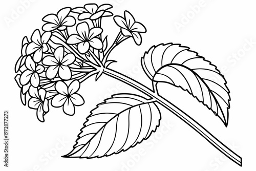 Obraz na plátně coloring page line art the lantana flower black vector