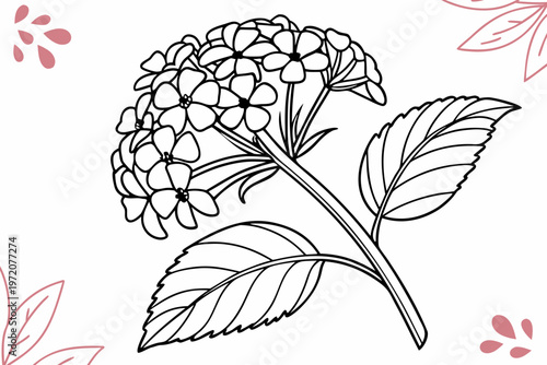 фотографія coloring page line art the lantana flower black vector