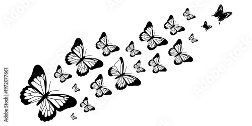 A beautiful flock of black and white butterflies flying together in a decorative artistic swarm Vector, illustration