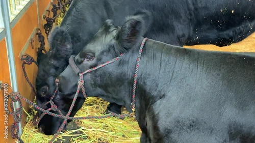 lovely black Bull Cow weighing over One Ton at Royal Sydney Easter Show feeding on Hay in Sydney NSW Australia