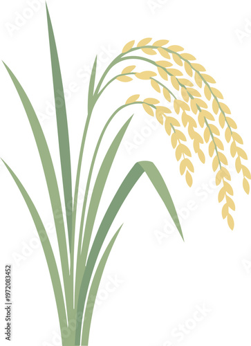 Rice Plant with Yellow Grains.