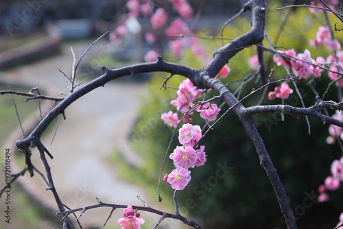 A path leading to spring