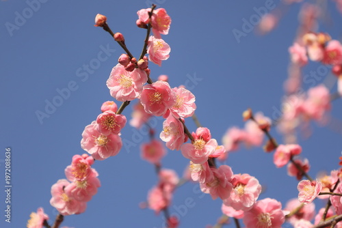Pink Plum Blossoms Against Clear Blue Sky in Spring