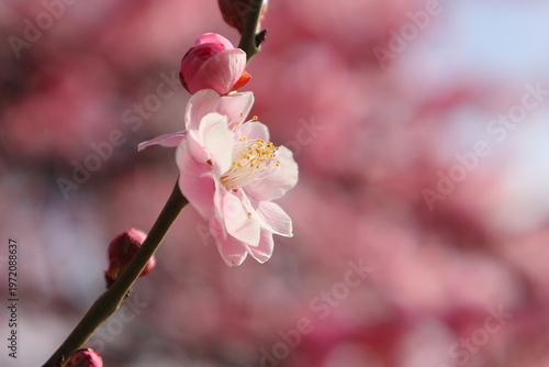 Pink Plum Blossom Close Up with Soft Bokeh Background in Spring
