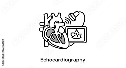 Echocardiography medical concept icon with heart anatomy and ultrasound probe.
