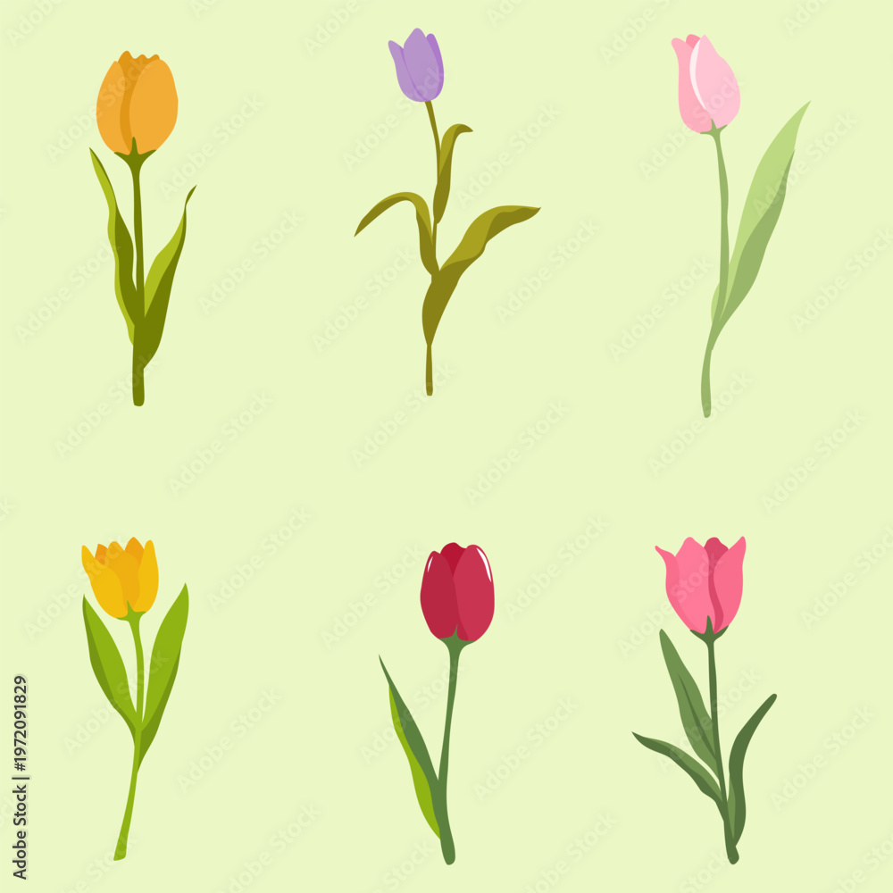 Obraz premium Set of Colorful Tulip Flowers Botanical Illustration Clipart
